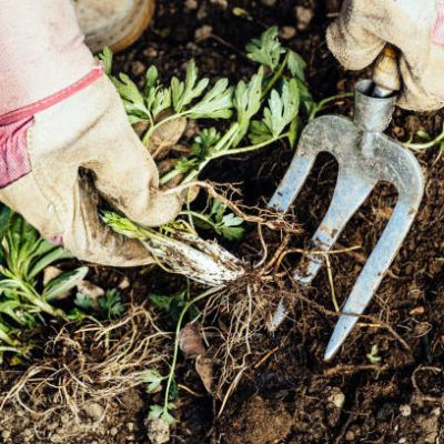 Unrecognizable woman removing a weed from her flowerbed.