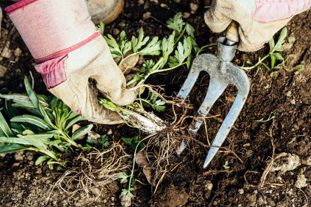 Unrecognizable woman removing a weed from her flowerbed.